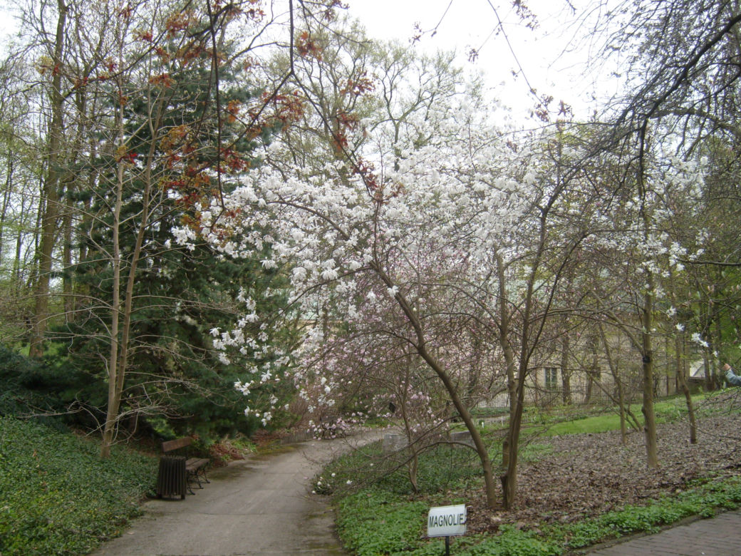 Ogród Botaniczny UW