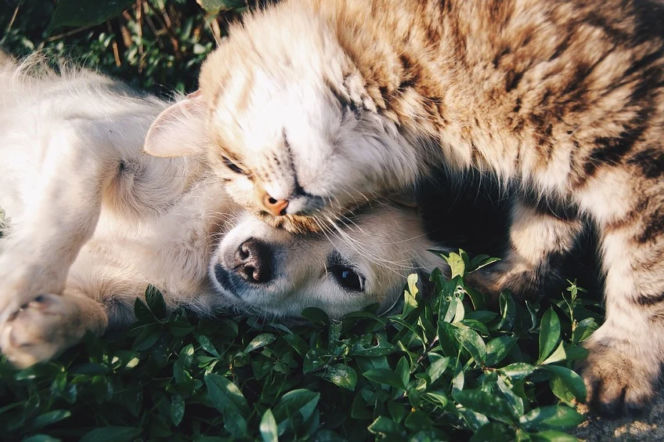 PetBoom - czyli jak znaleźć przyjaciela na całe życie. Projekt wrocławskich studentów