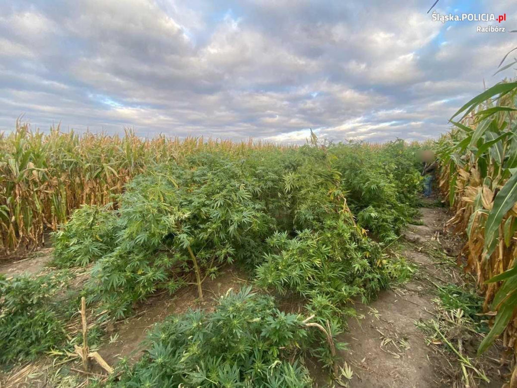 Raciborska policja zatrzymała 38-letniego "plantatora". Grozi mu 8 lat więzienia