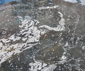 Siostry Benedyktynki ze Staniątek rozpoczęły sprzedaż karpia