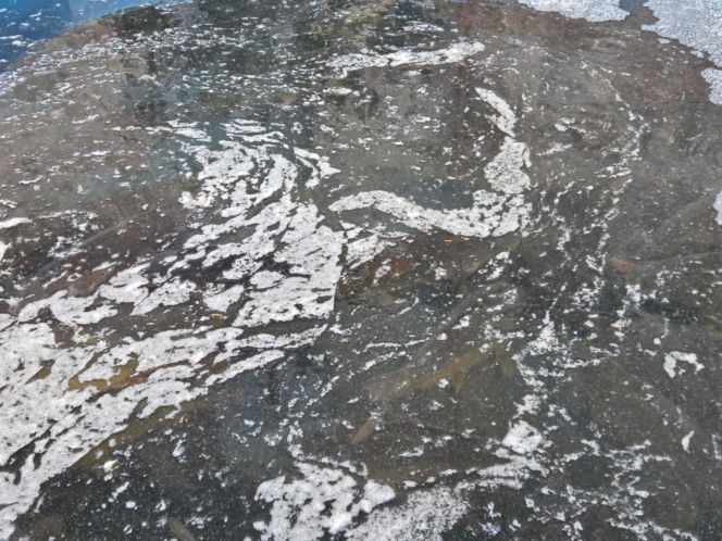 Siostry Benedyktynki ze Staniątek rozpoczęły sprzedaż karpia