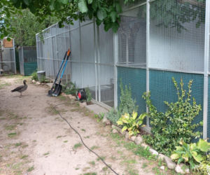 Dniami i nocami ratują dzikie zwierzęta. Niezwykłe miejsce w Spytkówkach w powiecie kościańskim