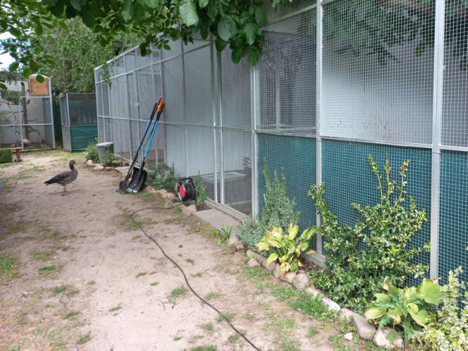 Dniami i nocami ratują dzikie zwierzęta. Niezwykłe miejsce w Spytkówkach w powiecie kościańskim