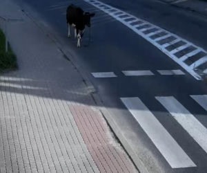 „Moo-żesz to zobaczyć?” Krowa z Żuromina stała się gwiazdą internetu