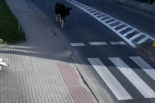 „Moo-żesz to zobaczyć?” Krowa z Żuromina stała się gwiazdą internetu