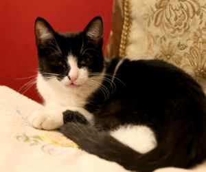 Koty Jarka nas terroryzują