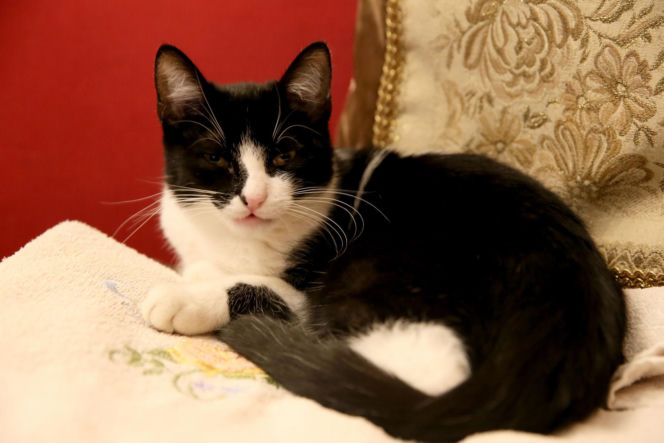 Koty Jarka nas terroryzują