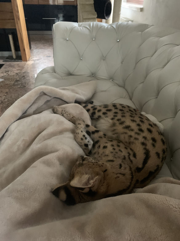 Zaginął serval