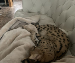 Zaginął serval