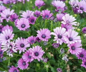 Osteospermum