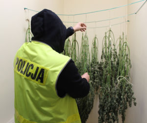 Łódzkie: Rozstawił W DOMU NAMIOT i hodował marihuanę 