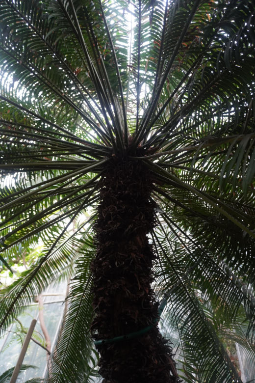Palmiarnia w Poznaniu