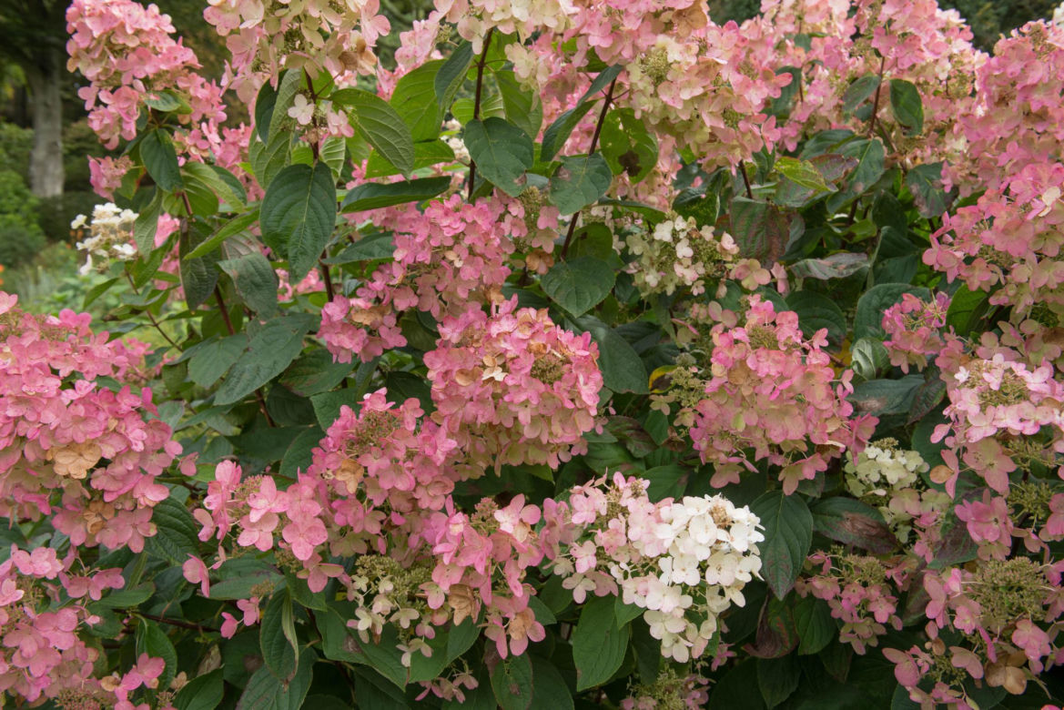 Hortensja bukietowa - odmiany