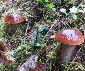 Król starachowickich lasów Samotny Wilk
