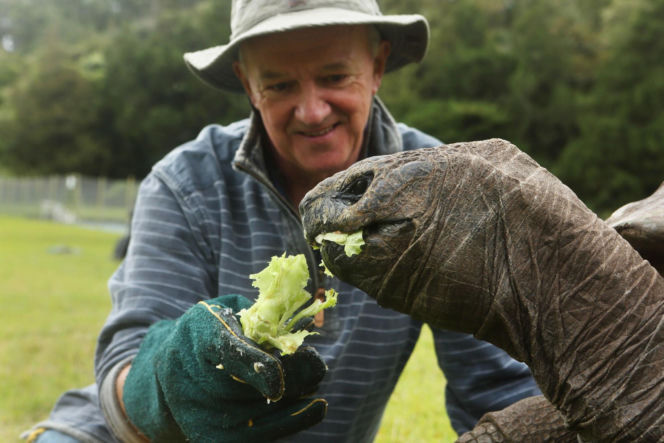 Najstarszy żółw świata nie żyje! Jonatan miał 193 lata