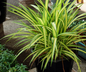 Dracena wonna (Dracaena fragrans)