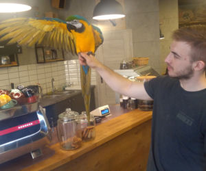 Parrot Coffee