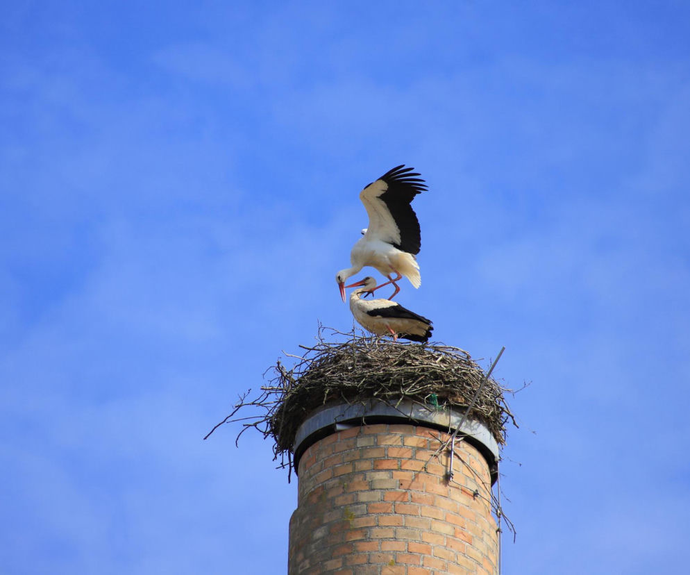 Symbol szczęścia? Gniazdo zbudowane na kominie to zagrożenia