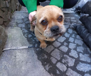 Mają kociarnię, chcą utworzyć psiarnię