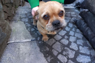 Mają kociarnię w Lesznie, chcą utworzyć psiarnię. Boszkowskie Koty i Psy z nowym pomysłem