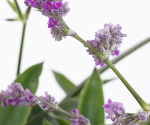 Callisia warszewicziana
