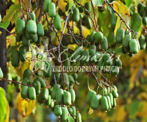 aktinidia