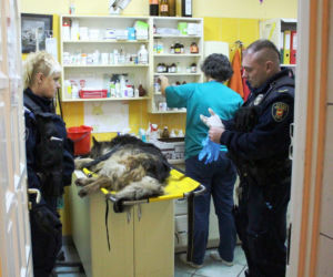 8 Suczka owczarka została zakopana żywcem w okolicy ul. Zagrodowej. POSZUKIWANY sprawca!