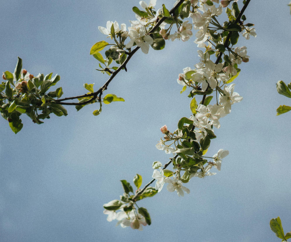 Jaka pogoda na początek wiosny w Polsce?