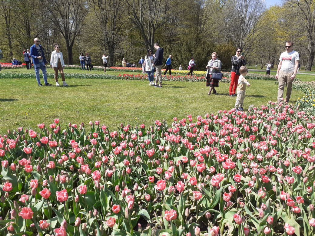 Tulipany w łódzkim botaniku