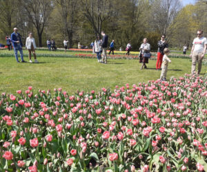 Tulipany w łódzkim botaniku