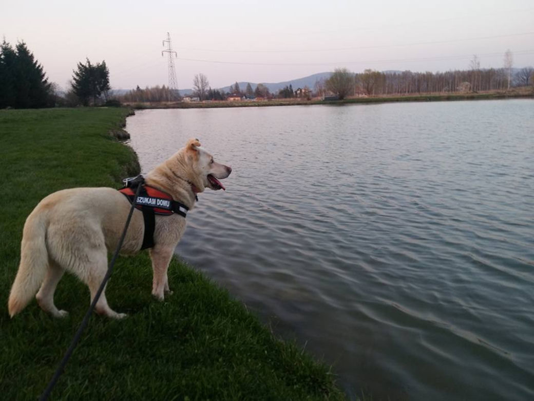 NIKT NIE CHCE PRZYGARNĄĆ PSA Z HETEROCHROMIĄ