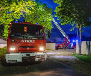 Kot przesiedział na drzewie kilkanaście godzin, nie potrafił sam zejść