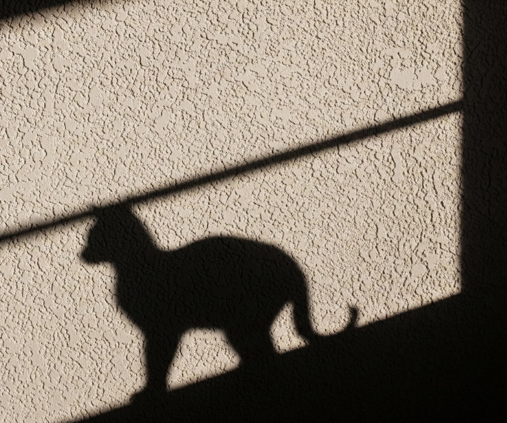 Na teksturowanej, beżowej ścianie, oświetlonej częściowo światłem słonecznym, widoczny jest wyraźny czarny cień kota. Cień przedstawia kota stojącego na czterech łapach, zwróconego w lewo, z podniesionym ogonem. Kształt cienia kota przecina się z ukośnymi pasami cienia, tworzącymi prostokątne obszary ciemności w prawym dolnym rogu i w górnej części obrazu.