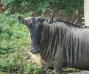 We wrocławskim zoo urodziły się gnu białobrode