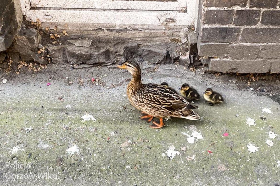 Kacza rodzina w asyście policji trafiła z powrotem do rzeki