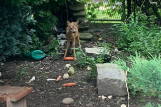 Śląskie: Mężczyzna zamknął sarenkę na swoim ogródku i ją dokarmiał. Teraz grozi mu kara