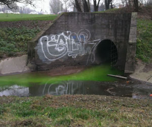 Zielone ścieki w Potoku Służewieckim