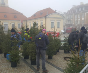 Białystok. Białostoczanie wymienili sztuczne choinki na żywe
