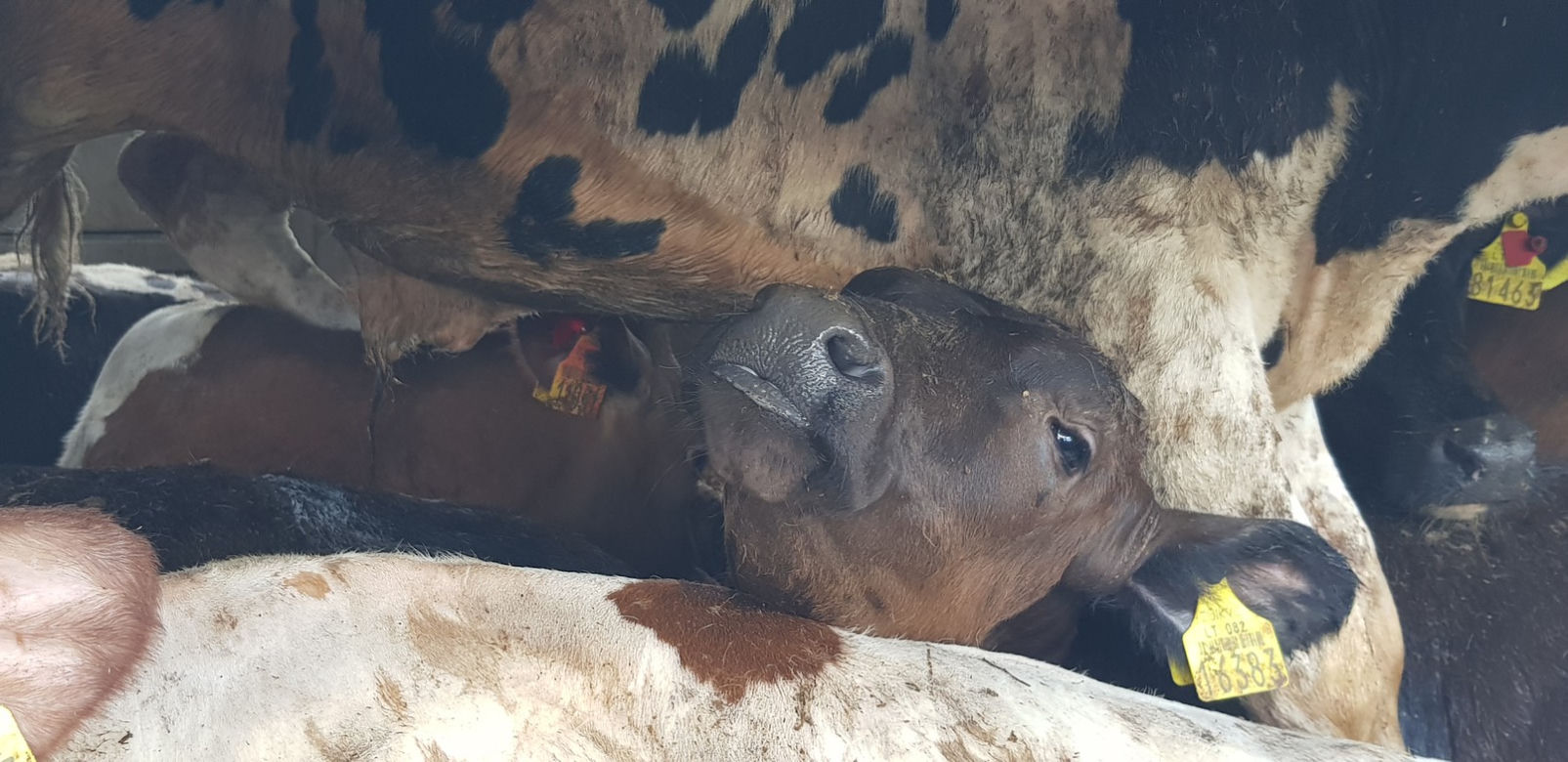 Niehumanitarny transport zwierząt