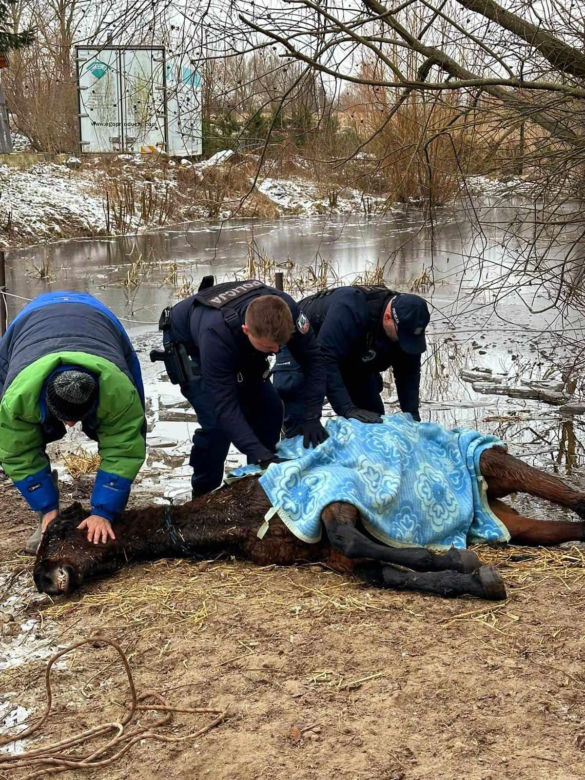 Pod koniem zarwał się lód. Dramatyczna walka o życie zwierzęcia
