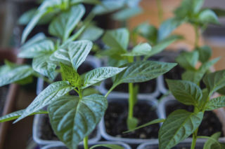 Odkryj najlepszy moment na siew papryki - obfite zbiory czekają!