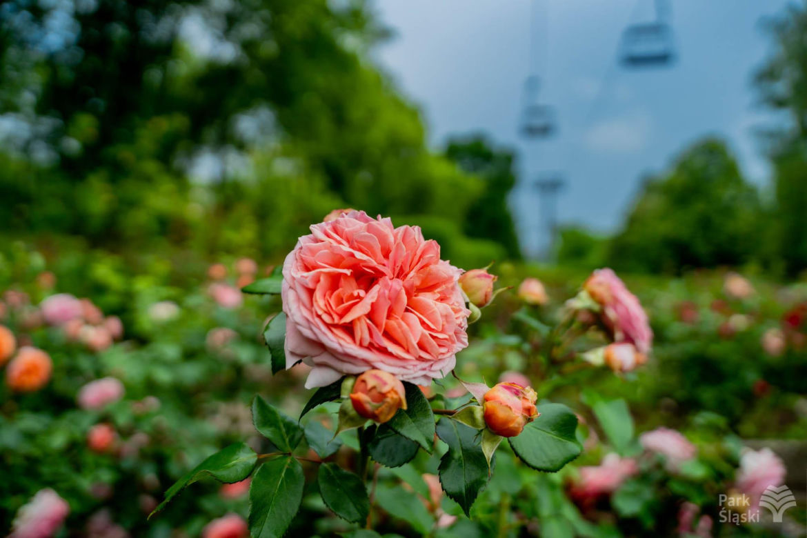 Rosarium w Parku Śląskim