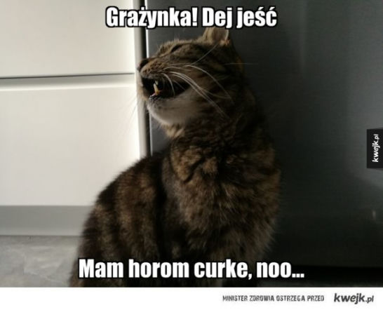 'Mam horom curke' - o co chodzi w akcji internautów?