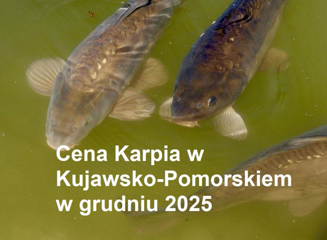 Ile kosztuje kilogram żywego karpia z wody od lokalnych hodowców?