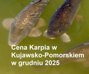Ile kosztuje kilogram żywego karpia z wody od lokalnych hodowców?