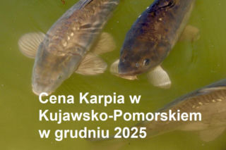 Ile kosztuje kilogram żywego karpia z wody od lokalnych hodowców?