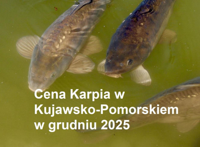 Ile kosztuje kilogram żywego karpia z wody od lokalnych hodowców?