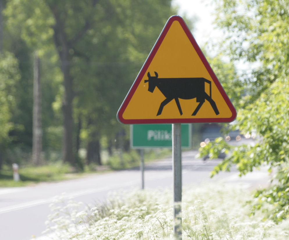 Koronawirus: Tylko na Podlasiu nie ma COVID-19. Internauci: Jemy cebulę, pijemy bimber, natura robi swoje [ZDJĘCIA]