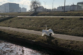 Dwa piękne łabędzie utknęły w potrzasku. Interweniowała straż miejska