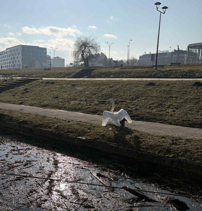 Dwa piękne łabędzie utknęły w potrzasku. Interweniowała straż miejska